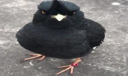 八哥爆料视频在哪里看啊,一网打尽热门内容