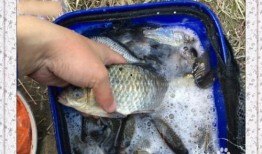 永康爆料鱼夫人被打视频,现场视频曝光，真相令人震惊