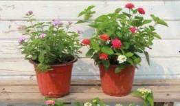 玉林新电梯爆料视频最新,揭秘电梯安全隐患与整改措施！