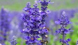 薰衣草16在线观看土豆,土豆独家首播，浪漫邂逅等你来见证