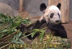 爆料美国动物园视频,揭秘动物真实生活状态