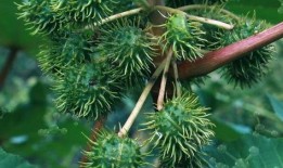 蓖麻豆,绿色能源的潜力与挑战