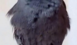 八哥爆料视频在哪里看啊,一网打尽热门内容