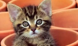 娱乐吃瓜酱猫咖,猫咪与娱乐的完美融合