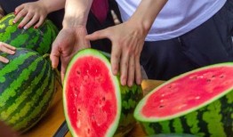 怎么免费吃瓜,轻松解锁瓜界盛宴